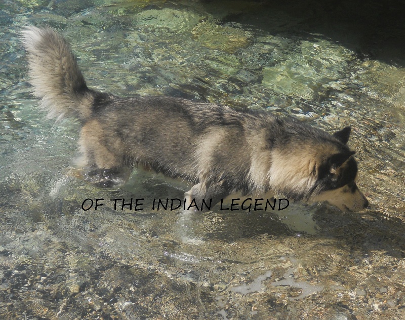 Fabulous spirit wild dit tallac Of the indian Legend