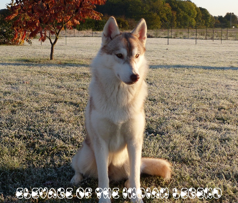 Of the indian Legend - Siberian Husky - Portée née le 27/12/2010