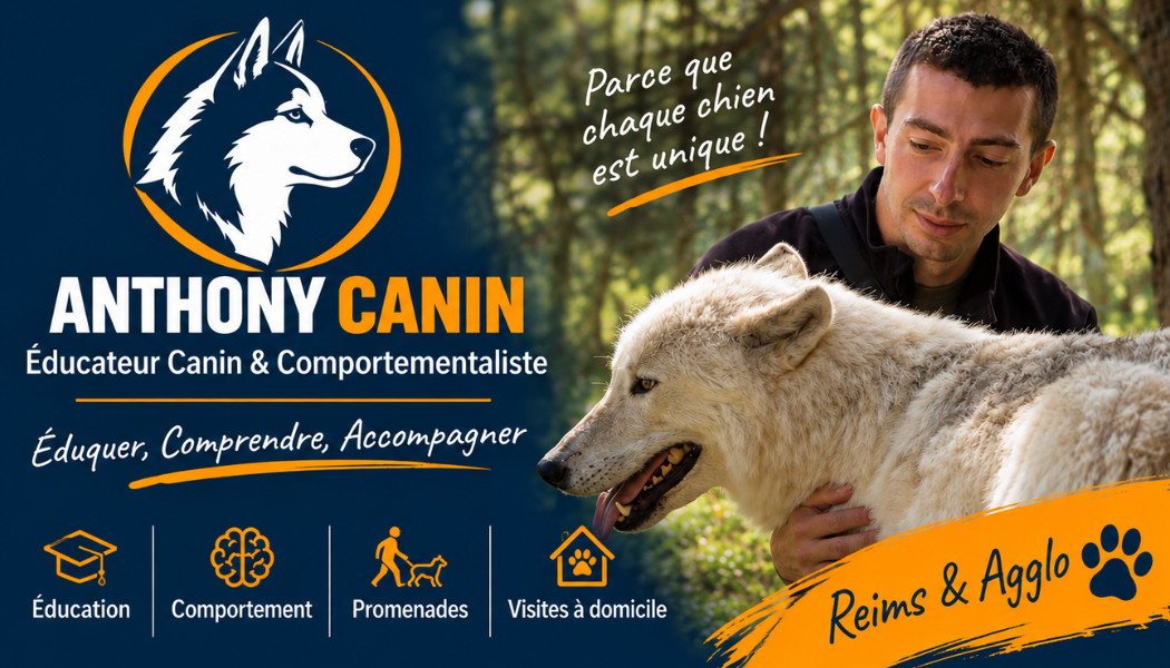 Comment bien débuter l'éducation canine de votre chiot ou votre chien.