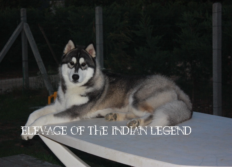 Of the indian Legend - Siberian Husky - Portée née le 15/12/2010