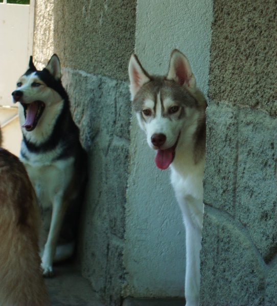 Of the indian Legend - Siberian Husky - Portée née le 20/11/2012